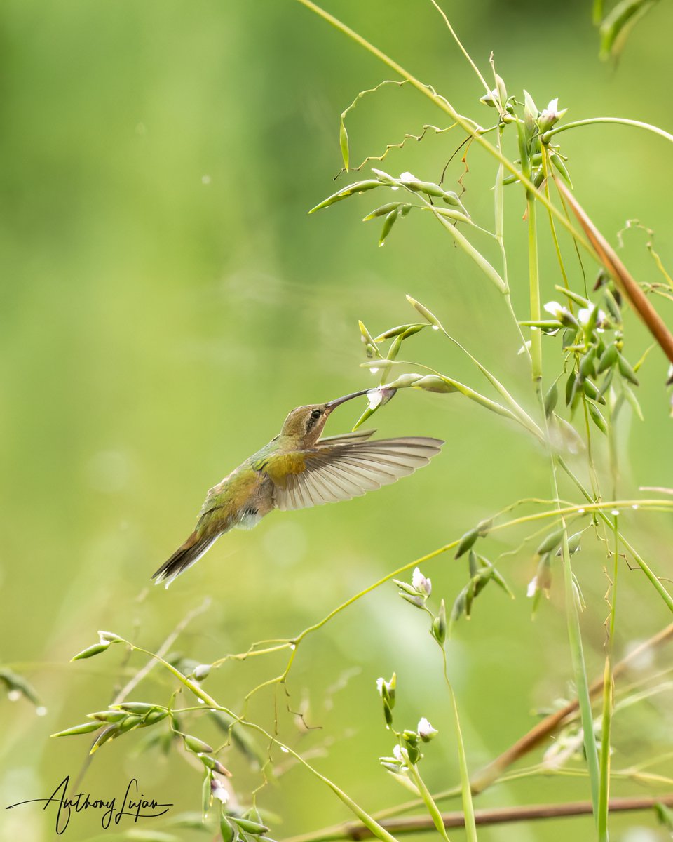 Taken at a mighty distance using my Sony 600mm f/4 and in-camera crop (1200mm) and handheld, I was able to get this photo of the White-tailed Goldenthroat's amazing green on its back and shoulders. It is drinking nectar from its favorite flowers. This is a juvenile and it has...