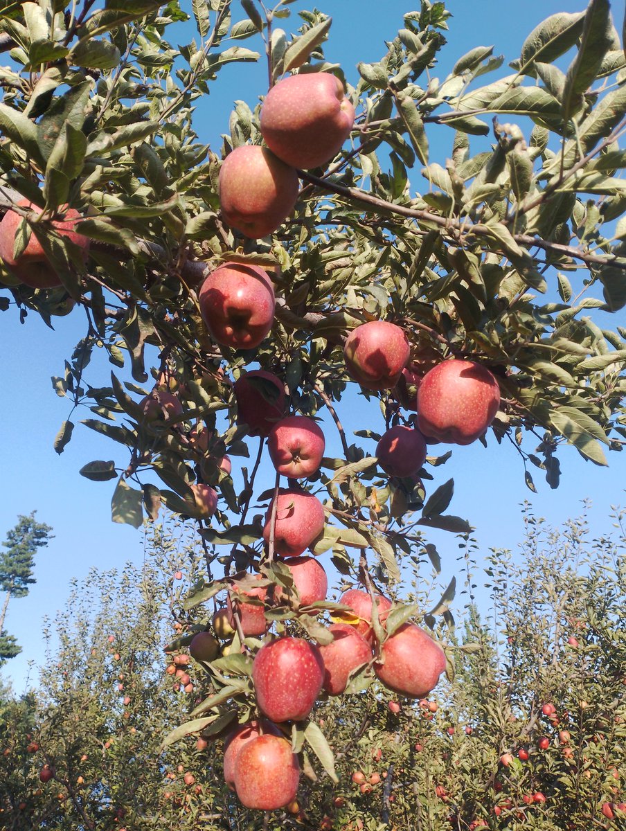 Choudharyabaziz's tweet photo. In my Orchard.
Apple 🍎 Town.
#Shopian
#Devpora #village.
@ShahidaSheikh15 https://t.co/yf7SAgSp8N