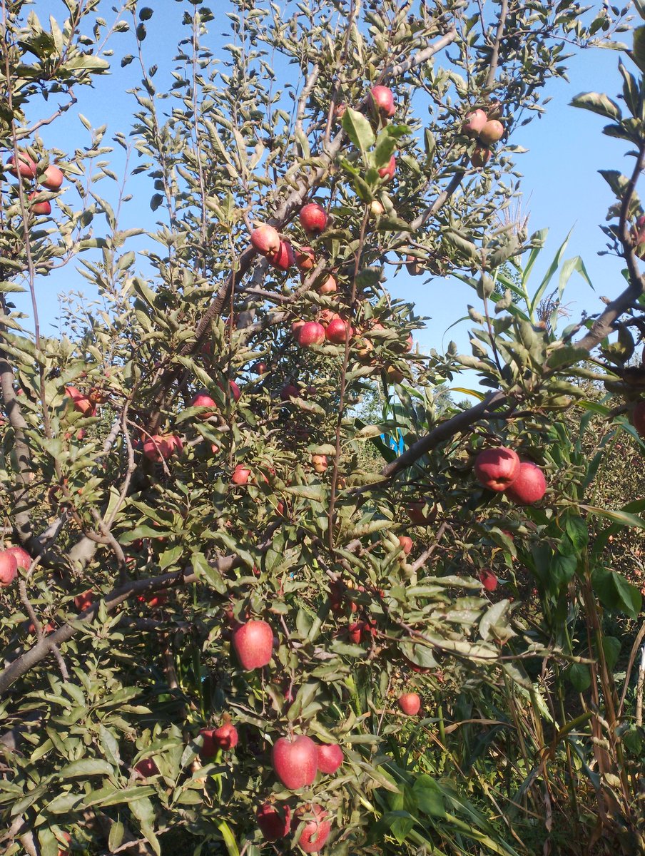 Choudharyabaziz's tweet photo. In my Orchard.
Apple 🍎 Town.
#Shopian
#Devpora #village.
@ShahidaSheikh15 https://t.co/yf7SAgSp8N