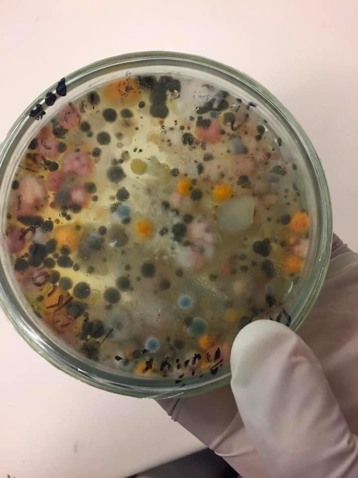 Esta imagen nos muestra un cultivo microbiano del aire procedente de secamanos de un baño público.

Se pueden lavar las manos las veces que quieran, pero si se secan en estos aparatos se ensuciaran nuevamente.
