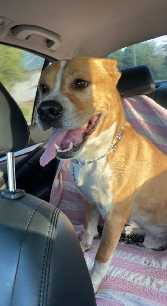 On our way to the vet !!