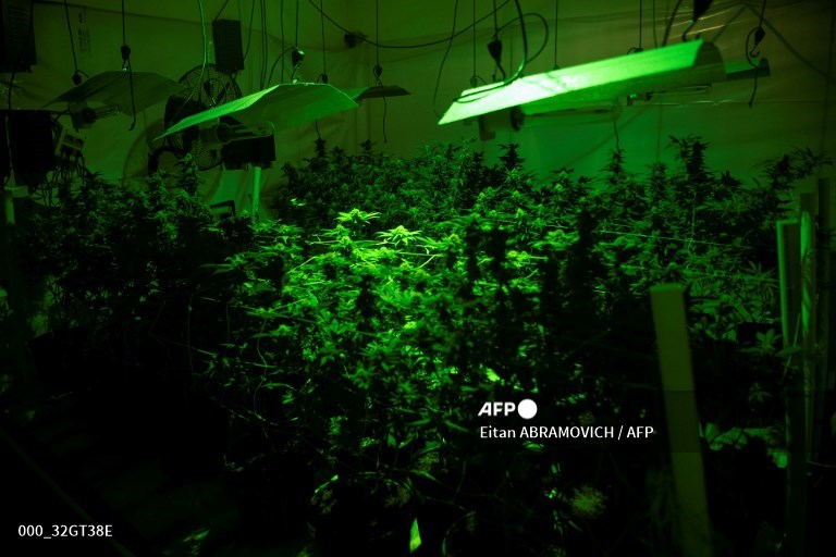 #Uruguay cannabis users turn to black market despite legalisation.
📸 Eitan ABRAMOVICH #AFP