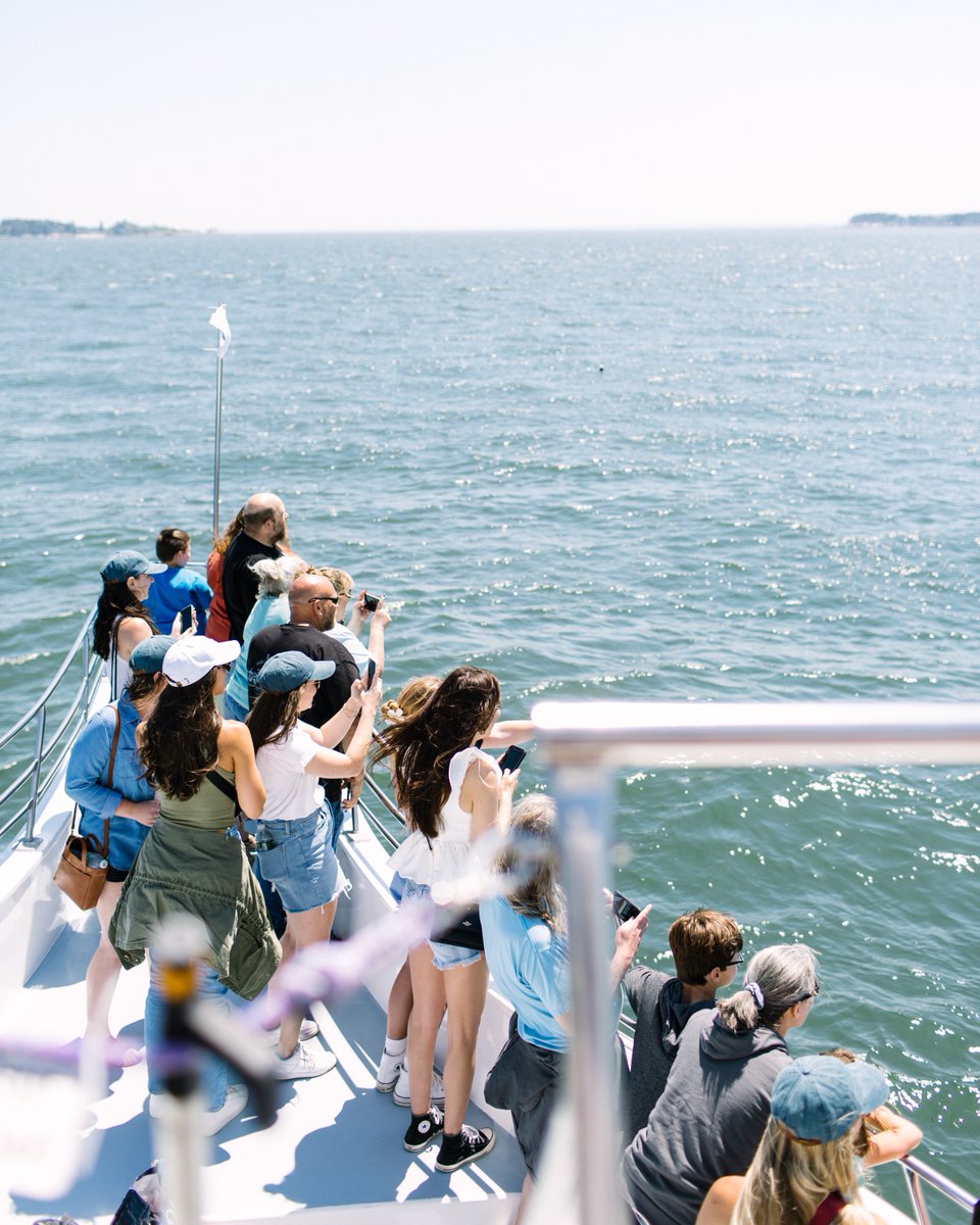 mainewhales's tweet photo. Cameras ready…📸🐋
​
​Ph: Megan Clouse https://t.co/hxQ1SbgQvJ