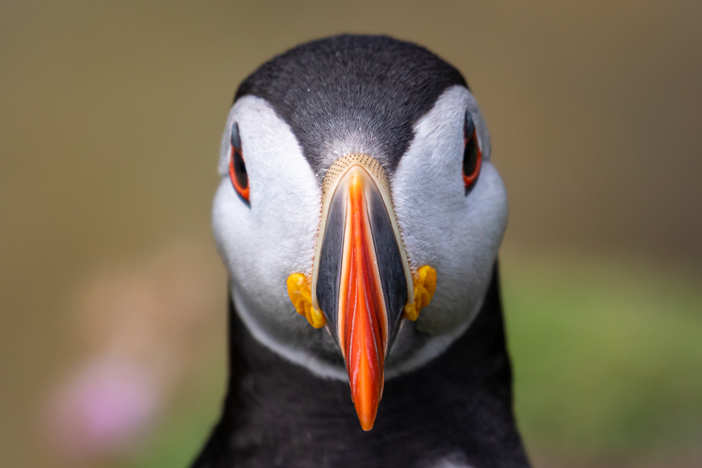 Another one of those obligatory puffin portrait shots that you just have to capture 😍

#fairislebirdobservatory #fairisle #shetland #scotland #scottishwildlife #scottishisland #Puffin #Puffins #Atlanticpuffin