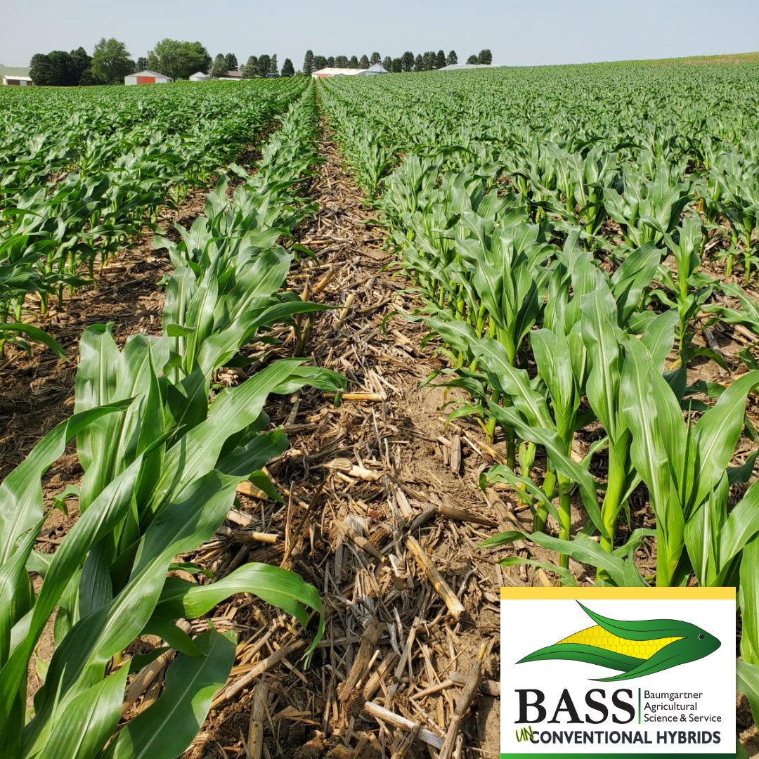 Now’s the perfect time to start planning for the 2023 planting season. Put more money in your pockets and gain a competitive business edge on your crops with our unconventional conventional hybrids. Learn why BASS Hybrids is the right choice for your farm: basshybrids.com
