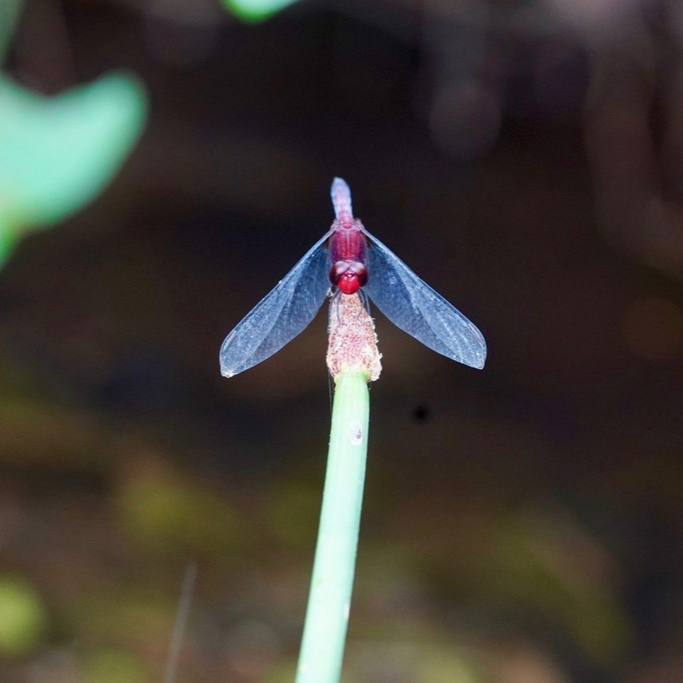 CocoboloNature's tweet photo. No this is not a strange forest orchid, look closely and you will see it's a dragonfly. It is a red-faced dragonlet resting on a plant. Found across the Americas this ruby beauty was snapped at Cocobolo.
#entomology #ants #atta #animals #wildlife #wildlifephotography #rainfores https://t.co/mAhf2glVAw