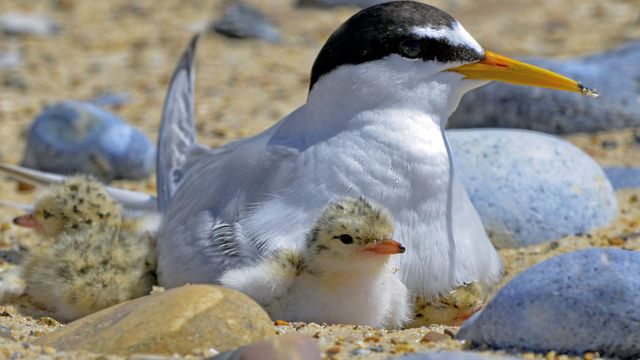 NENorfolkSufflk's tweet photo. Fantastic news! 🎉Over 300 pairs of nesting little terns raised up to 700 chicks at Winterton National Nature Reserve (NNR) this year - the best breeding season since 1978. In north Norfolk 150 pairs nested at Holkham, Scolt Head Island, &amp; Holme Dunes NNRs, &amp; Blakeney Point (1/2) https://t.co/mij2Wff5dx