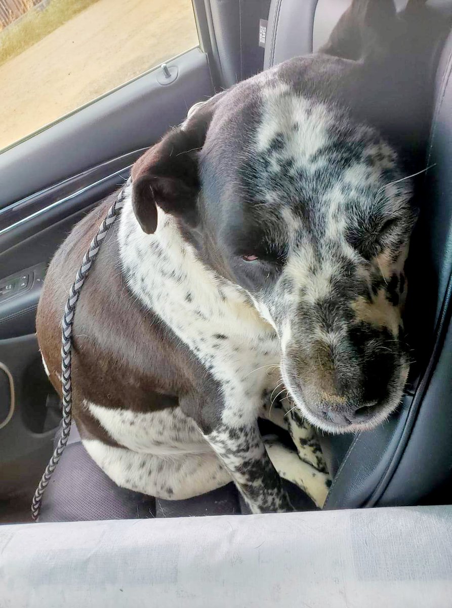 It was 2 years ago today that I learned porkypines are not my friends. This was me coming home from the vet after getting 80 quills removed from my face. Big ouch. #DogsOnTwitter #dogsoftwitter #dogs #LessonLearned