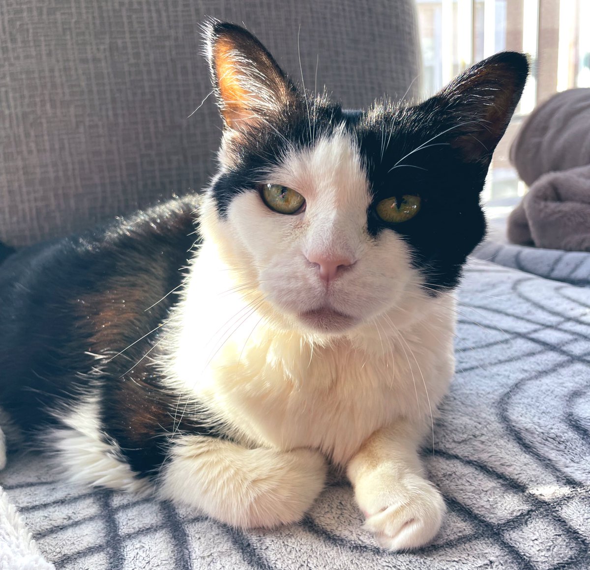 Nibbler_Cat's tweet photo. Good morning! https://t.co/OMday57igo