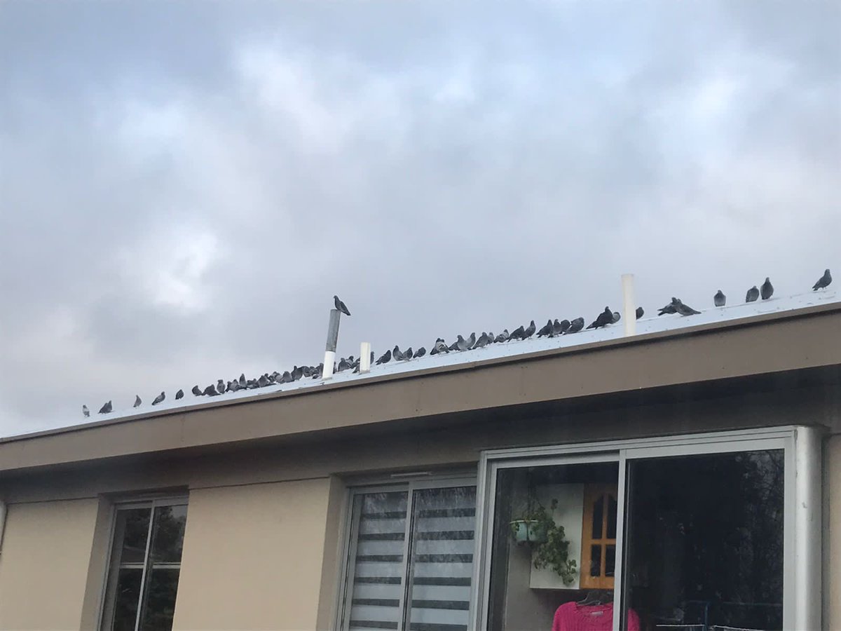 ale_thomas's tweet photo. Necesitamos urgentemente ayuda para erradicar esta plaga en dptos Pedro Lagos!!! Ya no sabemos qué hacer con las palomas!! Son sucias y tienen lleno de feca que es peligrosa para nuestros niños! @sagchile @munilosangeles https://t.co/3A3NpUir6g