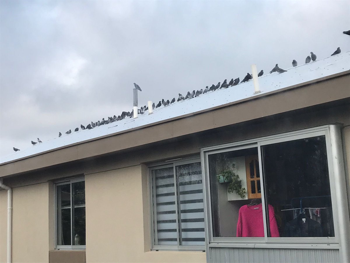 ale_thomas's tweet photo. Necesitamos urgentemente ayuda para erradicar esta plaga en dptos Pedro Lagos!!! Ya no sabemos qué hacer con las palomas!! Son sucias y tienen lleno de feca que es peligrosa para nuestros niños! @sagchile @munilosangeles https://t.co/3A3NpUir6g