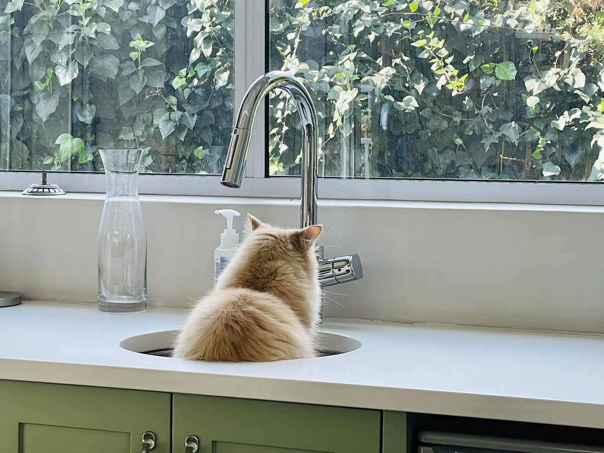 Contemplating life choices <a href="/catsofinstagram/">Cats of Instagram</a>