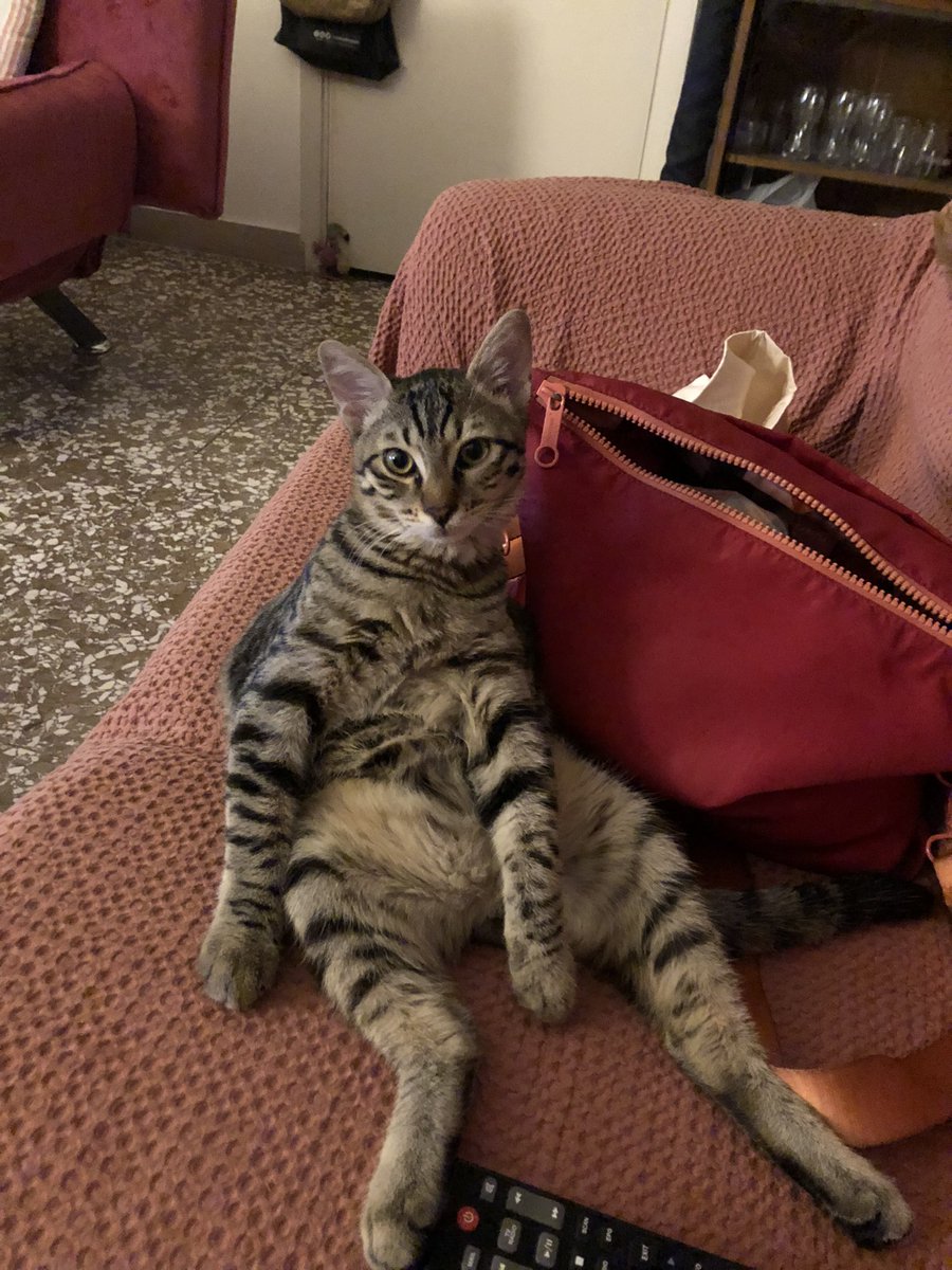 CatsCo2022's tweet photo. Felfol. #CatsOfTwitter #cats #CatsOnTwitter https://t.co/Pq2HK1VumC