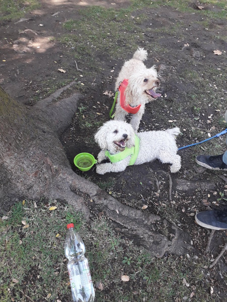 mgsierra's tweet photo. @Revista_Ya Acá uno de los rescatados de Fundación Suyai, que sacaron de la calle, ahora feliz y muy cuidado en nuestra familia y junto a su hermana mayor. Cariño que él retribuye con creces todos los dias @Fundacion_Suyai @carolinapinoc gran labor!! https://t.co/v4sr9ZAbKk