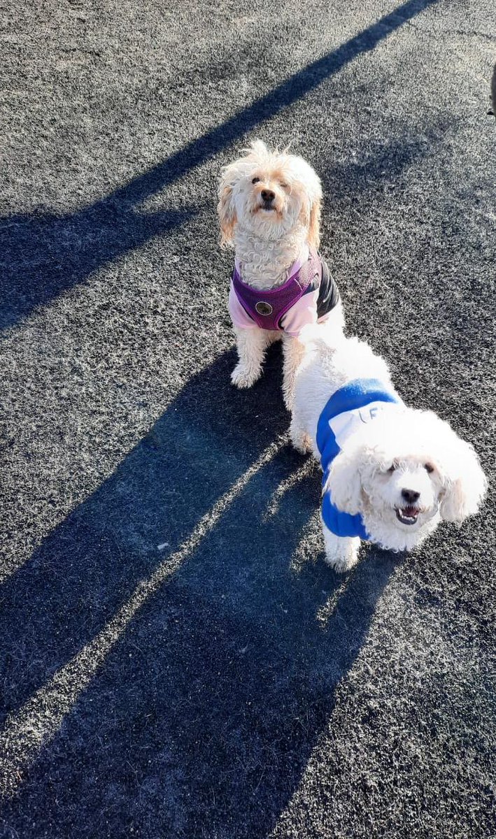 mgsierra's tweet photo. @Revista_Ya Acá uno de los rescatados de Fundación Suyai, que sacaron de la calle, ahora feliz y muy cuidado en nuestra familia y junto a su hermana mayor. Cariño que él retribuye con creces todos los dias @Fundacion_Suyai @carolinapinoc gran labor!! https://t.co/v4sr9ZAbKk