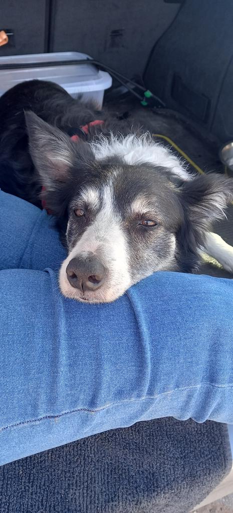 PepperBorder's tweet photo. Resting in the back of the car after a run on Exmouth beach @BCTGB #bordercollie https://t.co/Gsebst6bbb