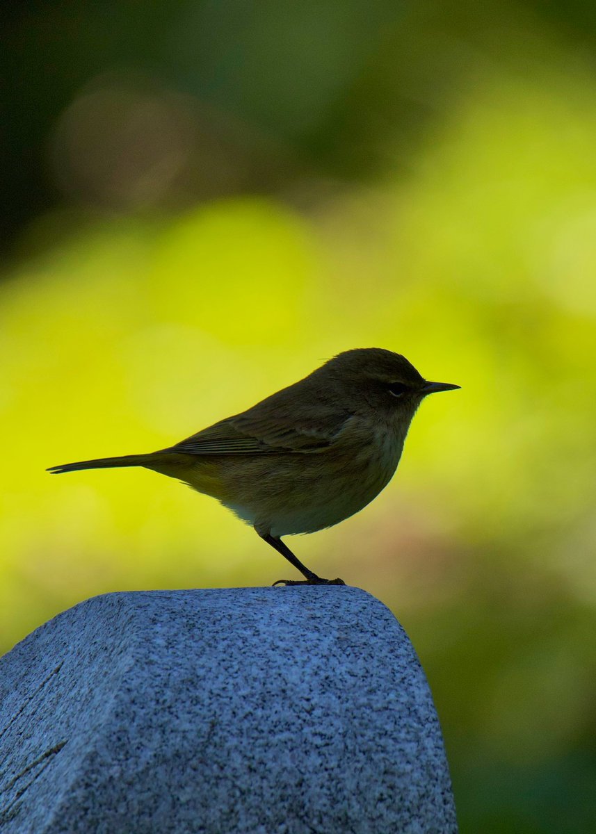 #PalmWarbler @GreenWoodHF last evening