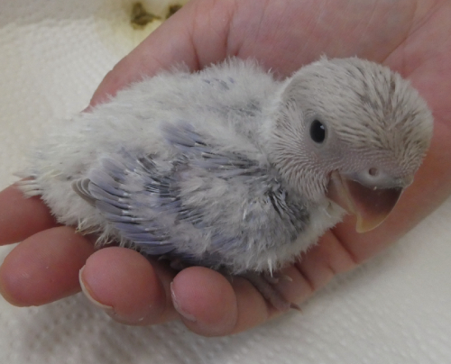 コザクラインコ東京 東京都足立区 北綾瀬 Fxbtoh8yasmt6sq Twitter コザクラインコ東京 東京都足立区 北綾瀬 Fxbtoh8yasmt6sq Twitter