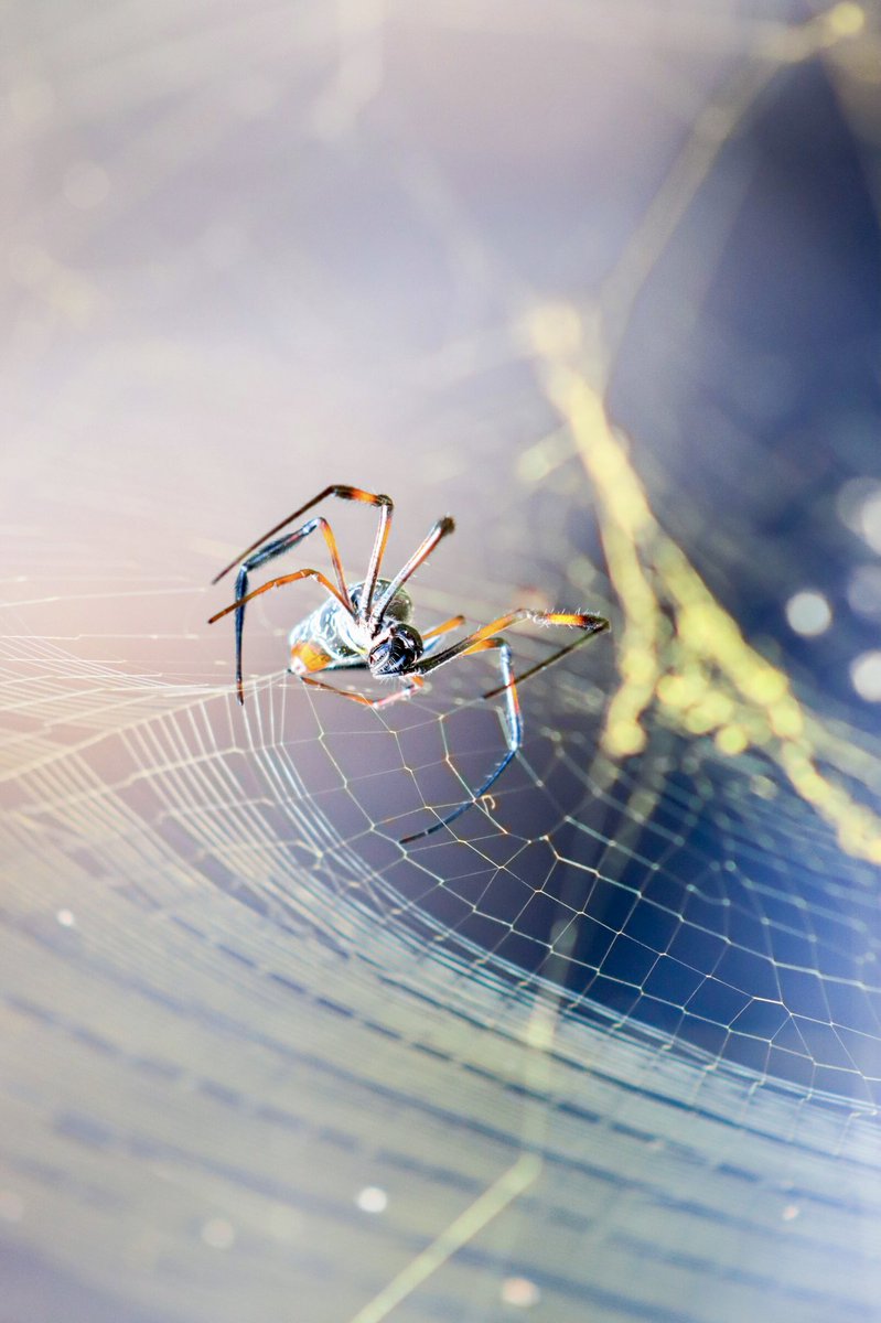 ashleymmaggy's tweet image. Into the web of a #Madagascar Orb Weaver 🕷🕸