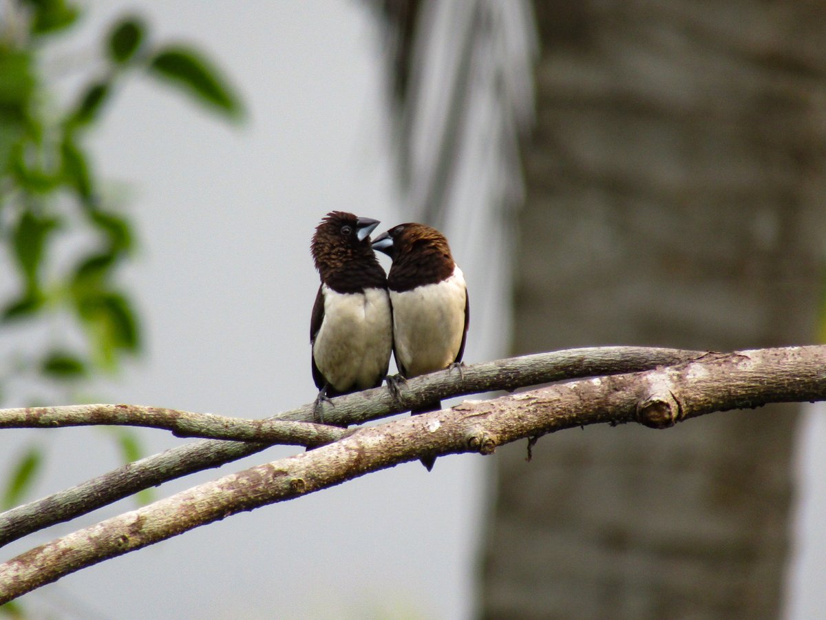 NatGeoIndia's tweet photo. When you notice someone eyeing your partner. 👀
Pictured here is the White-rumped munia.
#Repostfrom @koushikdas47
#natgeoindia https://t.co/HajDtlQHMP