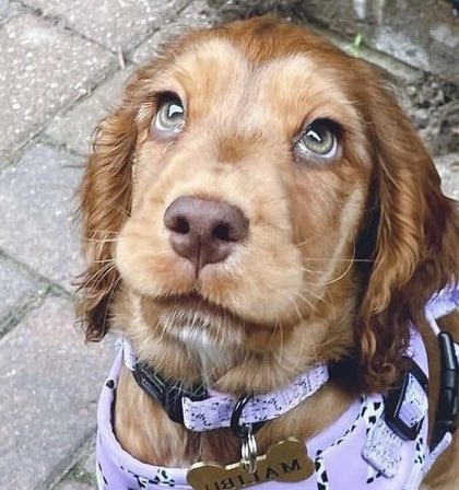 louis as dogs (@iouisdoggies) on Twitter photo 