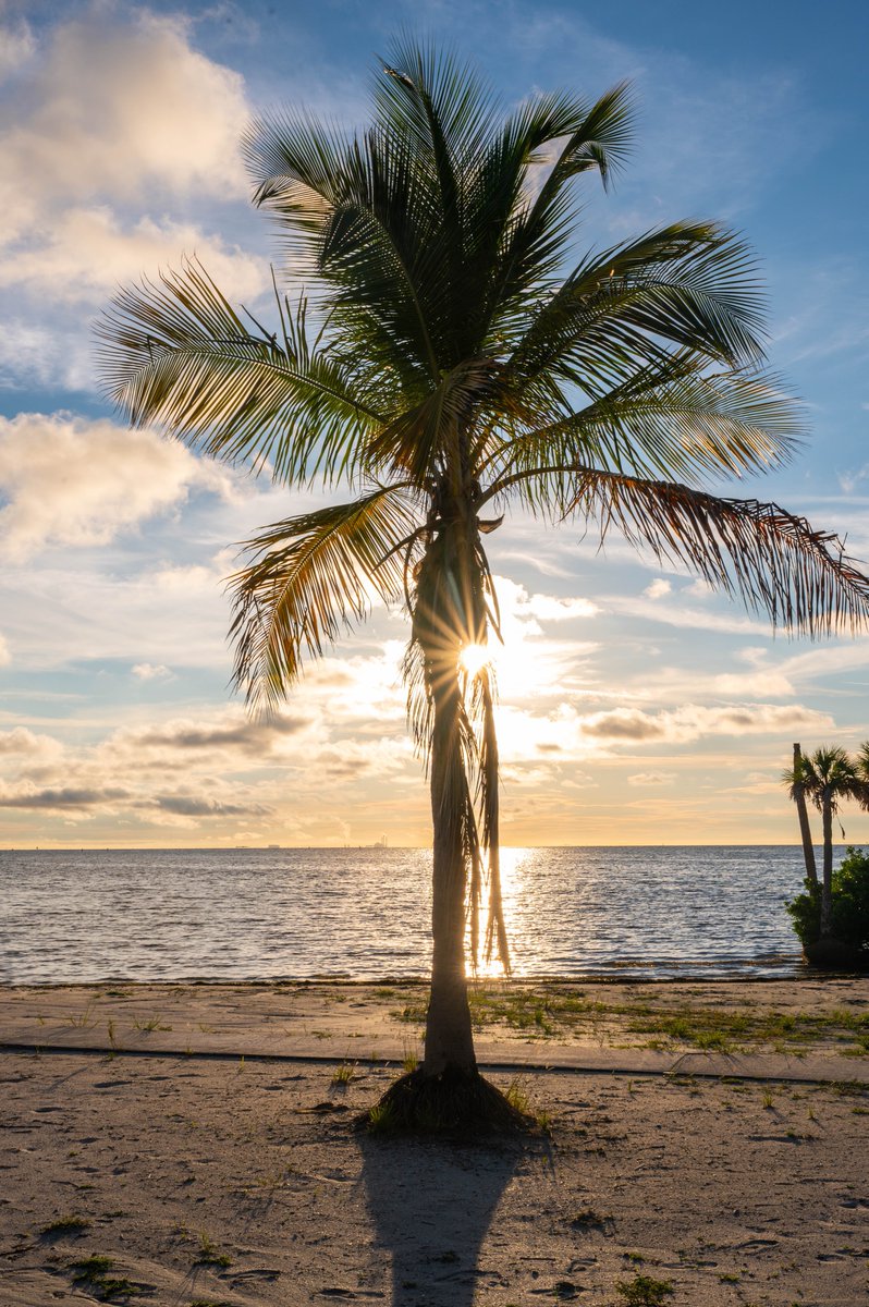 VisitSPC's tweet photo. We woke up like this. ☀️🌴 #NorthShorePark #StPete #Florida https://t.co/5rE6EIcagl