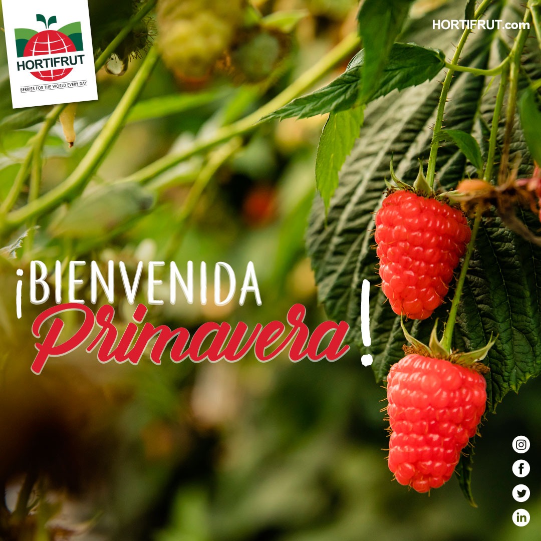 No importa cuanto dure el invierno🌧️❄️⛈️, la primavera siempre llega 🌤️☀️🌈y en #Hortifrut la recibimos felices con los brazos abiertos🤗…

#BerriesForTheWorld 💚 #Hortifrut