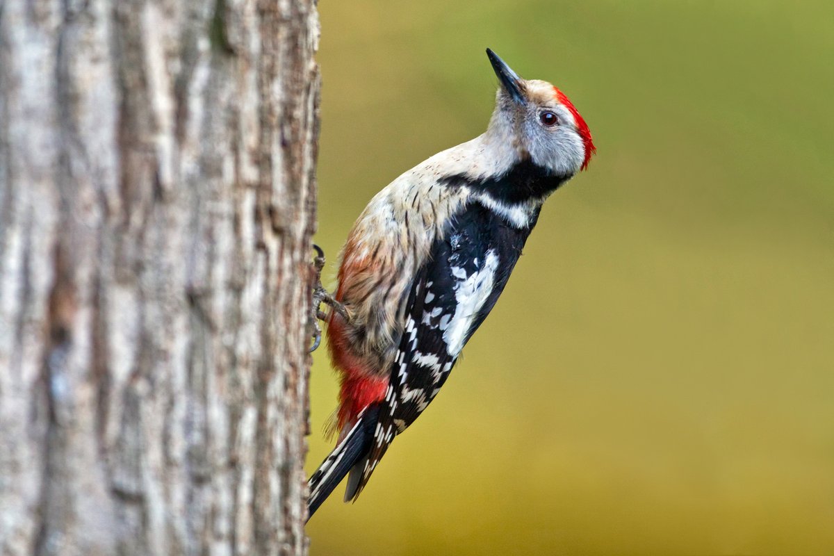 New paper: Genetic diversity and spatial genetic structure support the specialist‑generalist variation hypothesis in two sympatric woodpecker species in Conservation Genetics by G. Pasinelli. doi.org/10.1007/s10592… #openaccess #ornithology 

📷M. Burkhardt