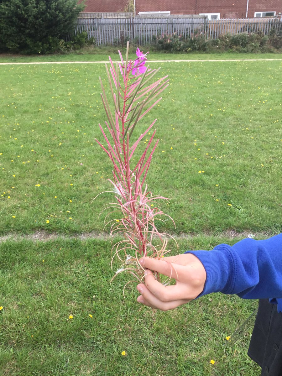 Hadrian_Park's tweet photo. Y6B investigating types of plants in our school grounds and classifying them π± #HPPSScience https://t.co/KT2rt0RPZA