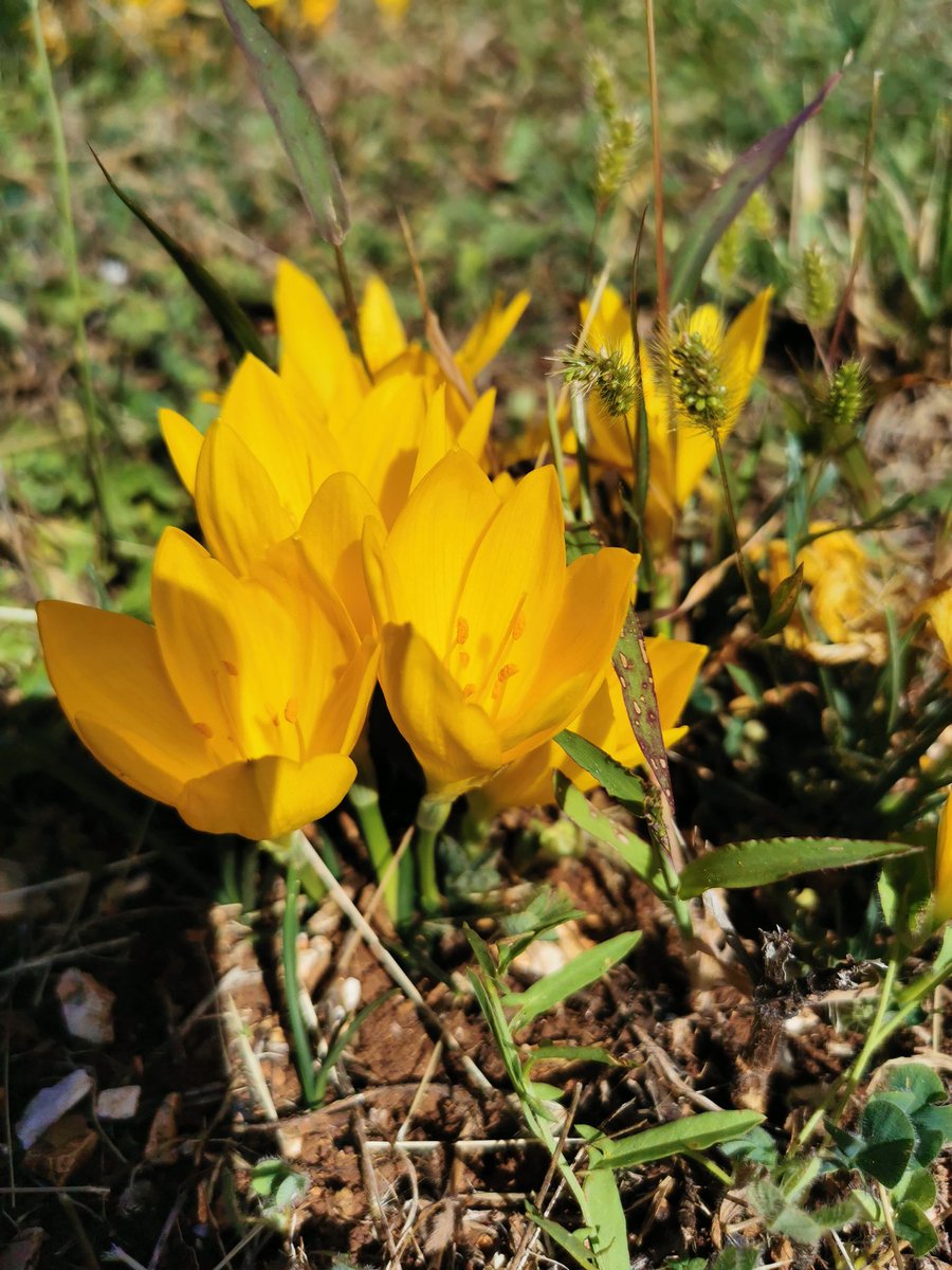 Martha Charitonidou (@marthonio_) on Twitter photo Autumn lady's-tresses (Spiranthes spiralis) and autumn daffodils (Sternbergia lutea) right across the <a href="/bat_uoi/">Τμήμα Β.E.T.</a> building in Uni. of Ioannina🥰 Right on time to welcome the #Autumn #Equinox 🧡🍃🍂 <a href="/EcoLab_BET/">Laboratory of Ecology - EcoLab BET</a> #LookAroundYou Autumn lady's-tresses (Spiranthes spiralis) and autumn daffodils (Sternbergia lutea) right across the <a href="/bat_uoi/">Τμήμα Β.E.T.</a> building in Uni. of Ioannina🥰 Right on time to welcome the #Autumn #Equinox 🧡🍃🍂 <a href="/EcoLab_BET/">Laboratory of Ecology - EcoLab BET</a> #LookAroundYou