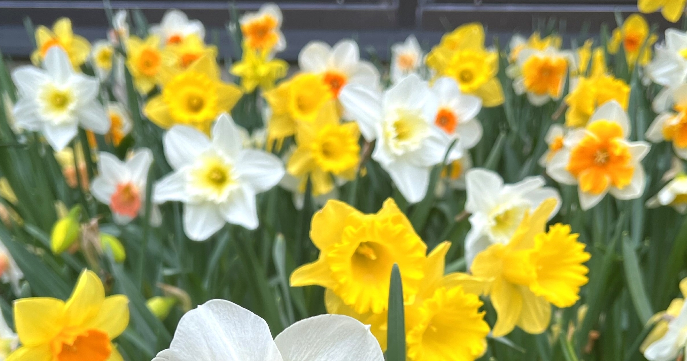 John Scheepers Bulbs (BeautyFromBulbs) / Twitter