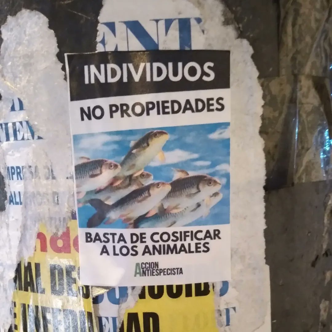 veganaenlima's tweet photo. Los peces sienten y lo demuestran alejándose del peligro, mostrando señales de estrés, formando relaciones complejas entre ellos y también con otras especies. Tienen un sistema nervioso que les permite tener experiencias. Visibiliza a los peces. https://t.co/NzFWrO8NIU