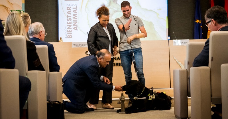 ONCE_oficial's tweet photo. 🦮El #PerroGuía Xabat, primero en el mundo en acompañar a una persona #ciega y sin manos, recibe el premio 'Bienestar Animal' del Colegio de Veterinarios de #Madrid

@COLVEMA @melisatuya @VeterinariaUCM @WorldVetAssoc
#VIPremiosBienestarAnimalCOLVEMA #FOPG #SiempreCaminandoJuntos