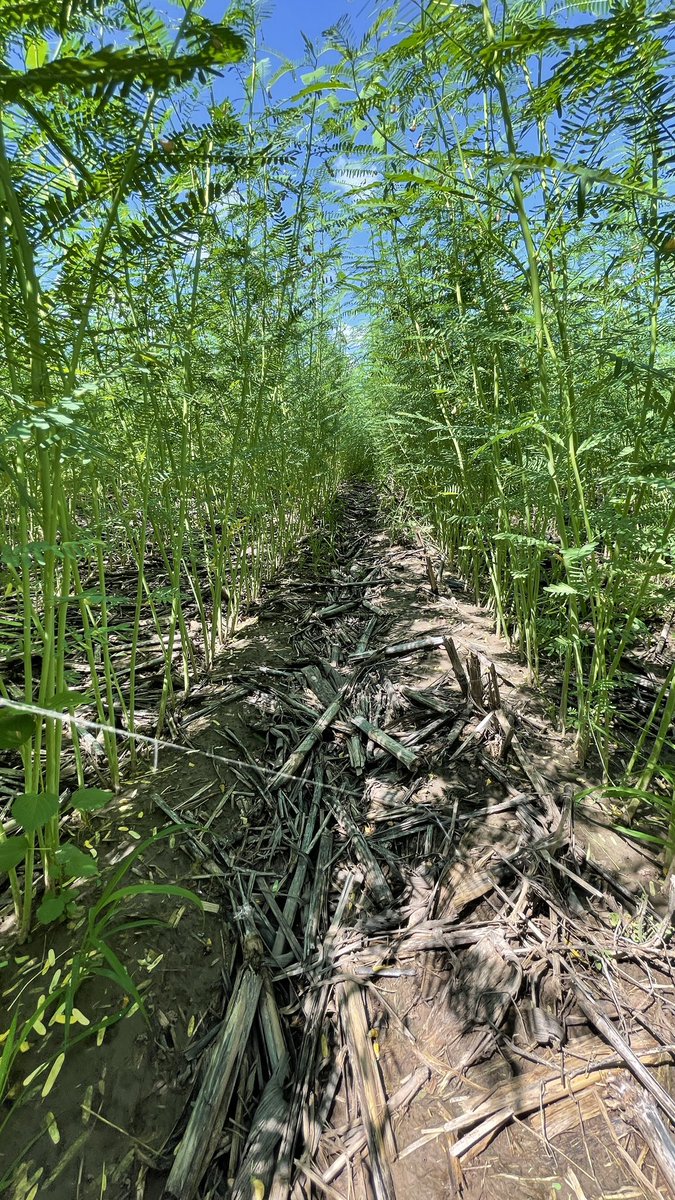 CULTIVOS DE COBERTURA EN SINALOA🌿🇲🇽

Desde @Bayer4CropsMX, tuvimos la visita de nuestros colegas <a href="/Alberto_Peper/">Alberto Peper</a> desde Argentina y <a href="/Cristia94278907/">Cristian Flores</a> de la región pacifico, donde recorrimos diferentes campos y compartimos los esfuerzos que estamos haciendo en los CC para esta zona