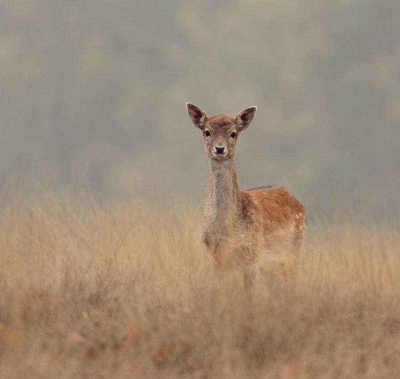 Cuteness overload 😍 We love this picture of one of this year’s fallow deer fawns taken by Ann A, annaveyardnaturalworld on Instagram. Have you seen any on your walk in Petworth Park?