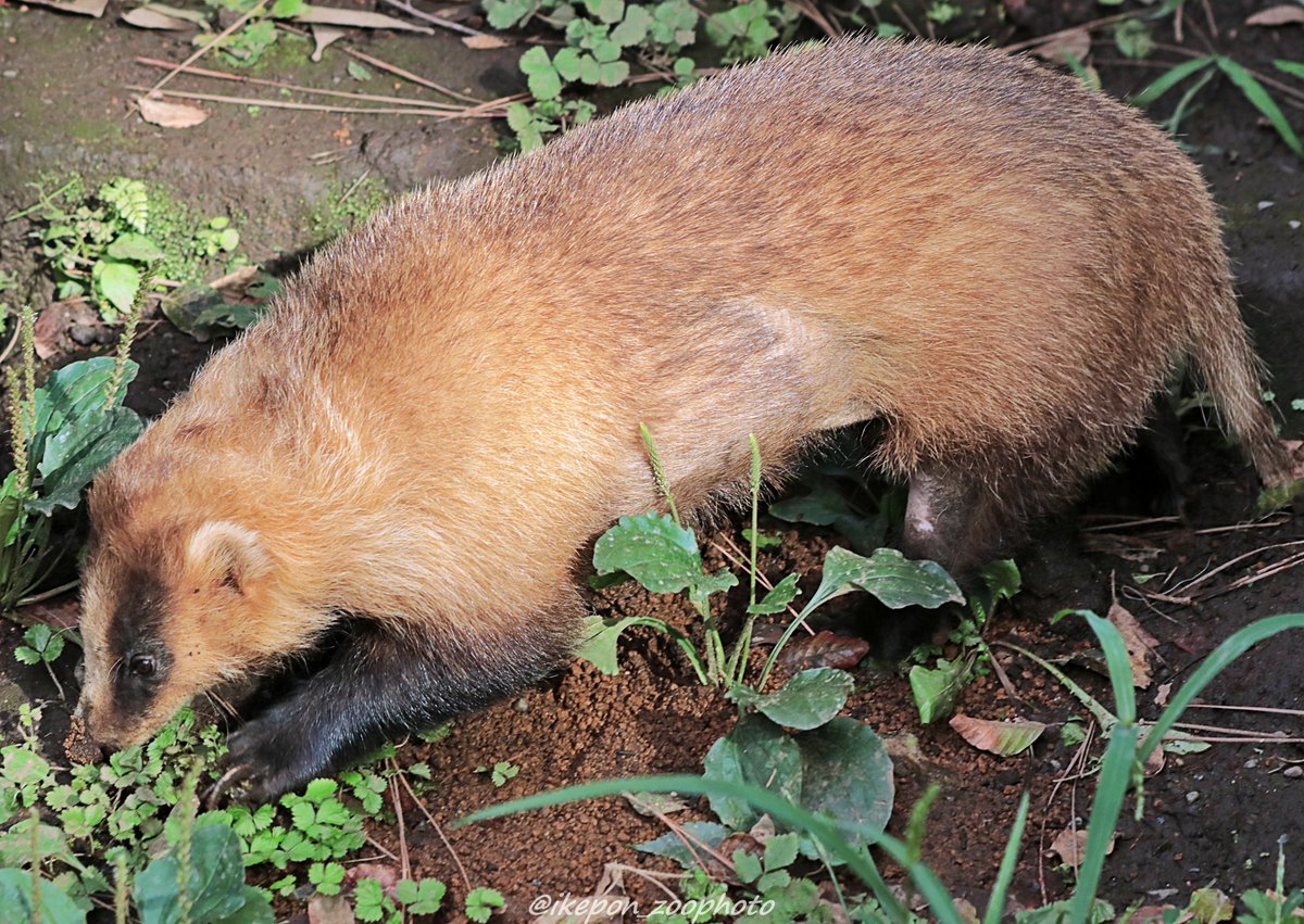 ニホンアナグマ様専用 Www Vitaplus Com