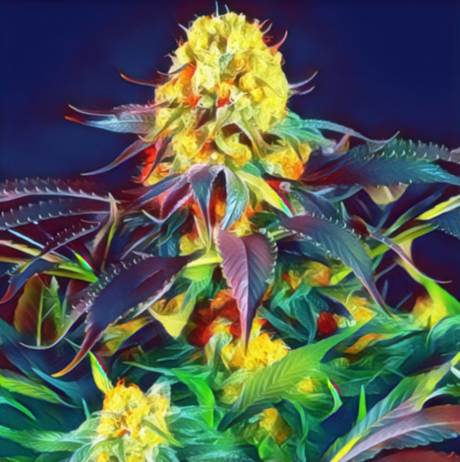420 Budz 2.0 (@420budz_nft) on Twitter photo 🎁 GIVEAWAY TIME 🎁
🏆 x 1 <a href="/420budz_nft/">420 Budz 2.0</a> #NFT
To win:
1️⃣ Follow <a href="/420budz_nft/">420 Budz 2.0</a> & <a href="/Web3_Winners/">Web3 Winners</a>
2️⃣ Like & Retweet
3️⃣ Tag 3 friends
⌛️ 48 HRS 🎁
#NFTCommunity #NFTGiveaway #NFTs 🎁 GIVEAWAY TIME 🎁
🏆 x 1 <a href="/420budz_nft/">420 Budz 2.0</a> #NFT
To win:
1️⃣ Follow <a href="/420budz_nft/">420 Budz 2.0</a> & <a href="/Web3_Winners/">Web3 Winners</a>
2️⃣ Like & Retweet
3️⃣ Tag 3 friends
⌛️ 48 HRS 🎁
#NFTCommunity #NFTGiveaway #NFTs