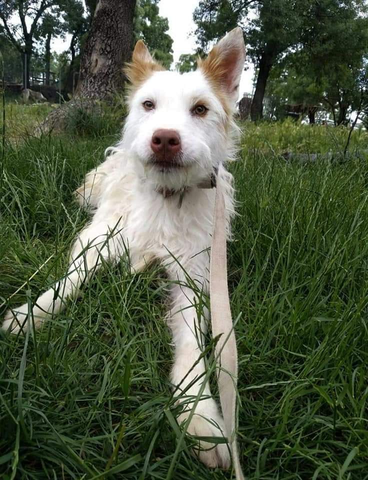 HuellaWonder's tweet photo. SALAO en #adopcionresponsable
Edad: 2017
Macho #Madrid

Es un peludo algo tímido al principio, pero luego es muy cariñoso😍
Se lleva genial con otros perretes
¡Ayúdanos compartiendo!

⬇️Para Adopciones⬇️
https://t.co/ExAeL1nIg0 
#FelizMiercoles
#AdoptaNoCompres
#AmordeOtroMundo https://t.co/tPXxkbE98V