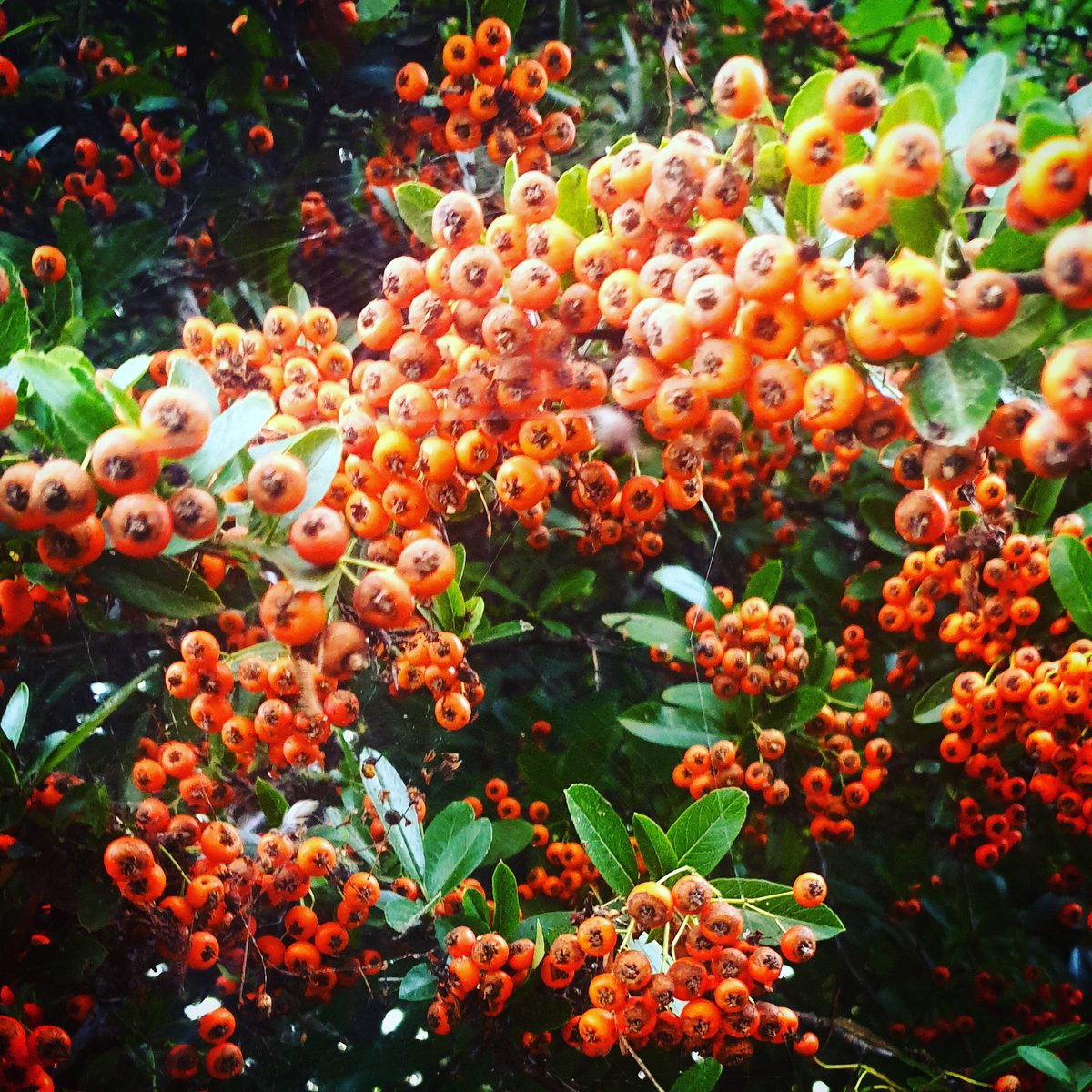 thecraeftcom's tweet image. Bring home the #abundance to you business, work or job #spells with #firethorn 🌛🌕🌜💋 #wiccalifestyle #correspondences #evergreen #spells #magick