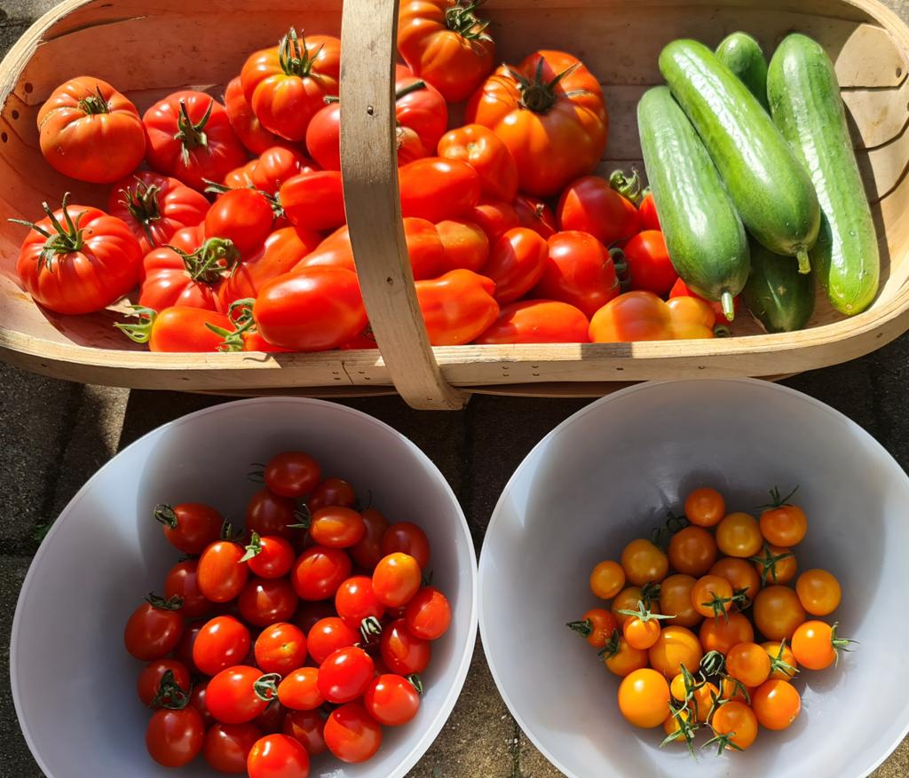 Some of this morning's harvest 
#NoDig #Organic #OrganicGardening #vegetables #tomatoes #cucumbers #SayNoToPesticides #SayNoToChemicals #Unsprayed #NoAditives #NoChemicals #GrowYourOwn #GrowYourOwnFood