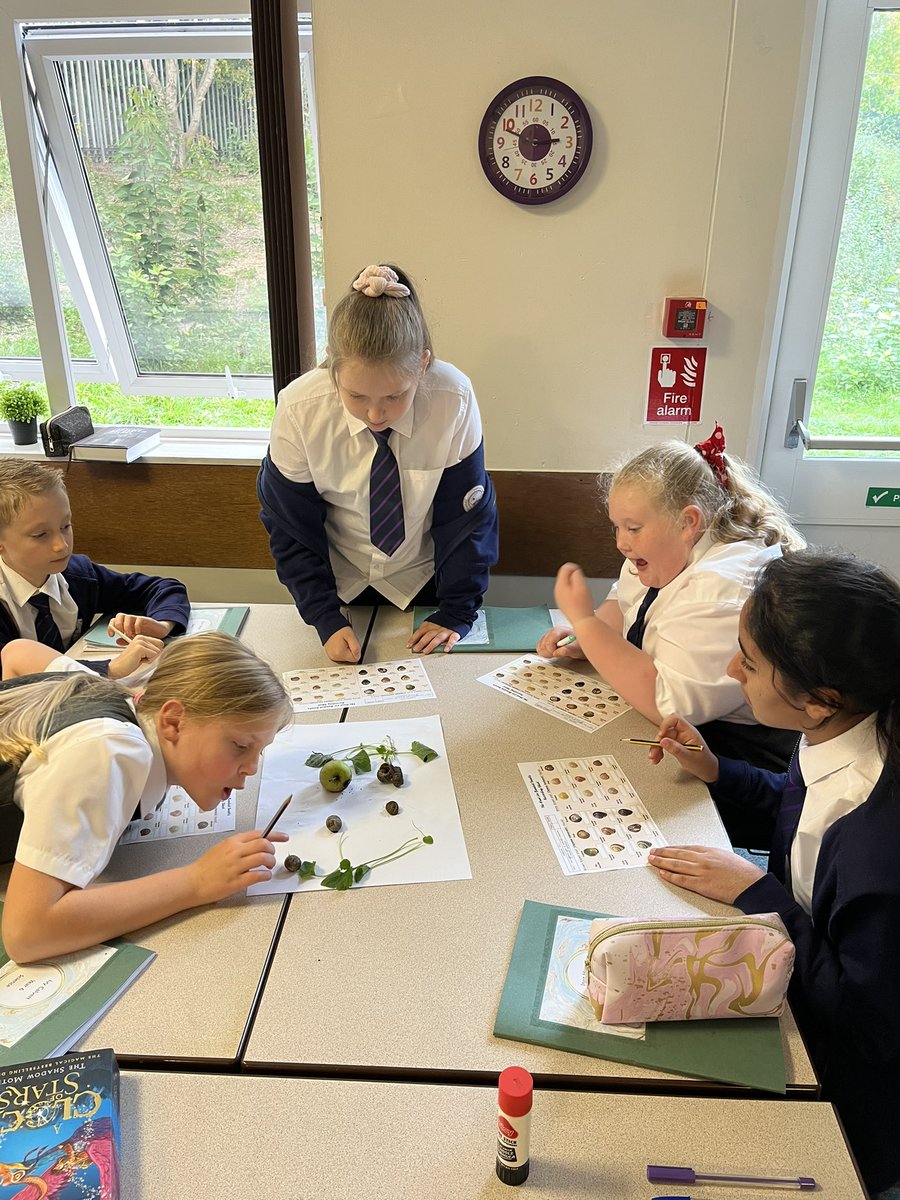 class6_mill's tweet image. We are enjoying learning about inheritance this afternoon! #themillscience