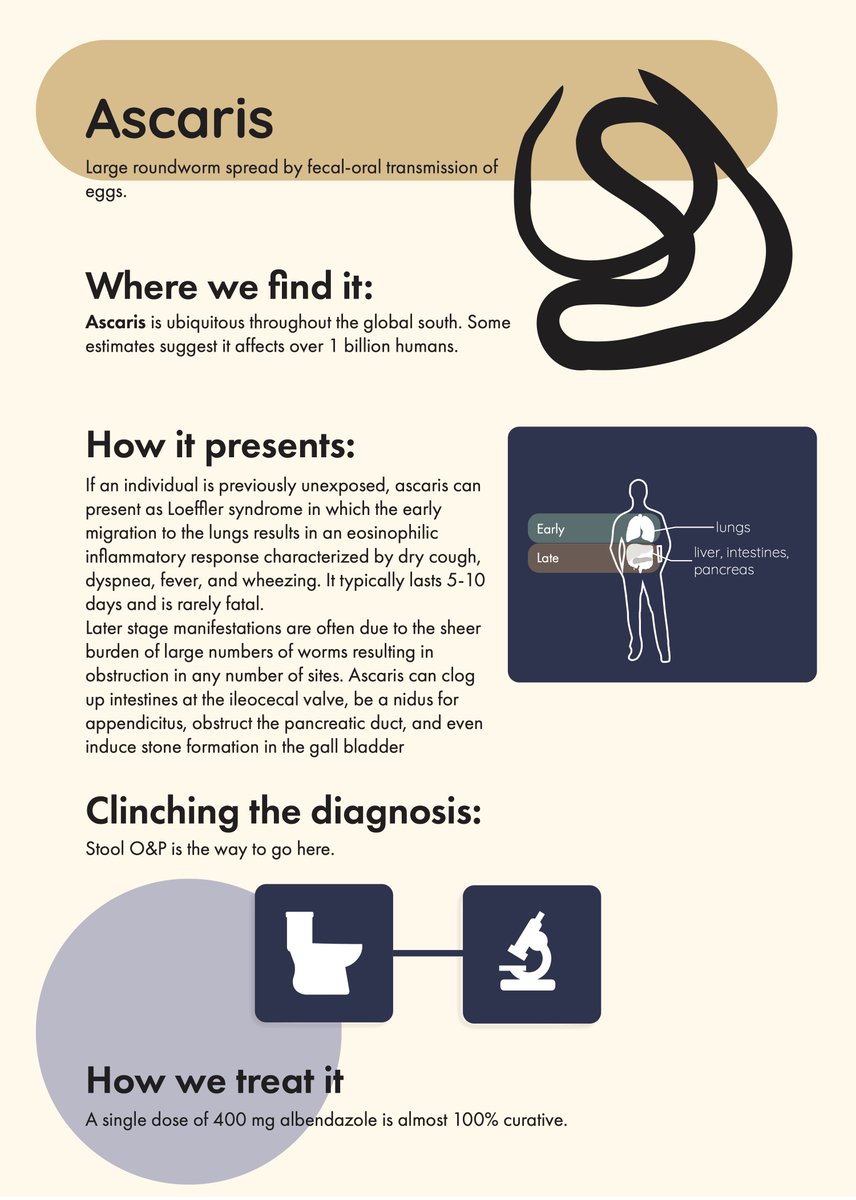 TamingtheSRU's tweet photo. Therapeutics: Global Parasitic Infections with @StanfordSchor https://t.co/z74wEk97Xz #FOAMed #globalhealth #parasites https://t.co/gxBf5cXoBt