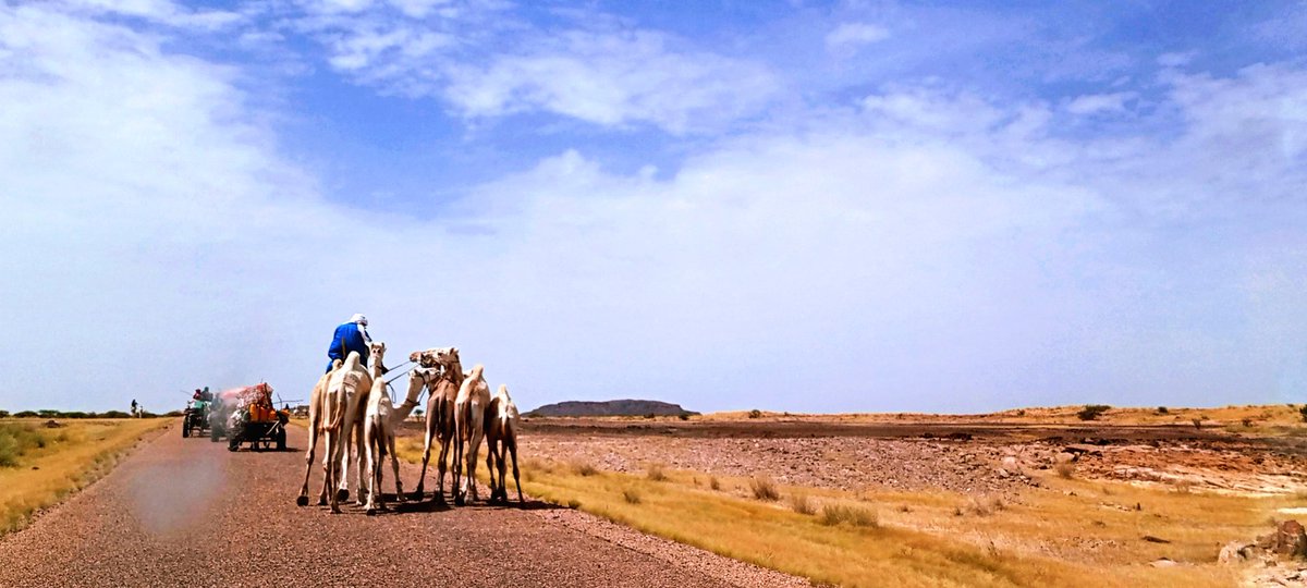 ibhkarim's tweet photo. Sur la route de la cure salée...🐫
#VisitNiger #BrandingAfrica #BrandingNiger #Curesalée https://t.co/N8YV8gqRcq