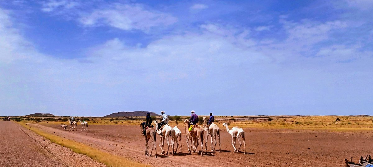 ibhkarim's tweet photo. Sur la route de la cure salée...🐫
#VisitNiger #BrandingAfrica #BrandingNiger #Curesalée https://t.co/N8YV8gqRcq