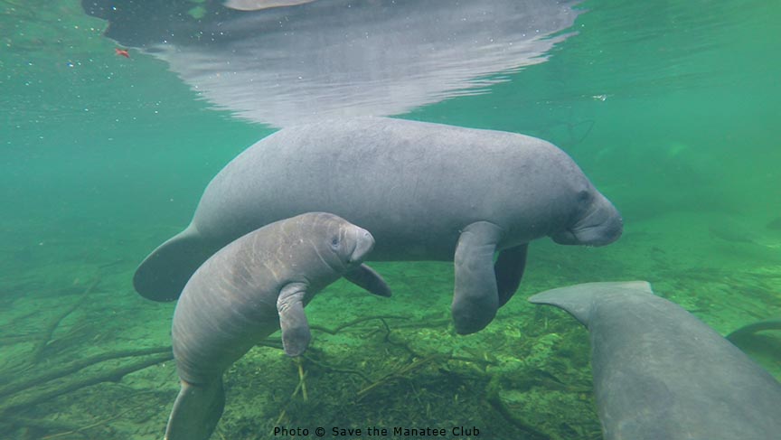 Save the Manatee tweet media