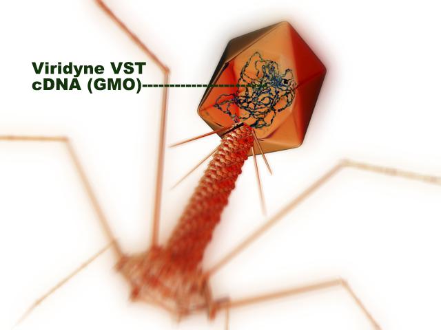 ViridyneG's tweet photo. TED Talk introducing Phage Technology. VIRIDYNE GENETICS holds Patent Pending Technologies for the GMO design of Bacteriophage aimed at some of the World's deadliest Bacterial infections. https://t.co/01X50hFVHp https://t.co/gcneeCEJg5