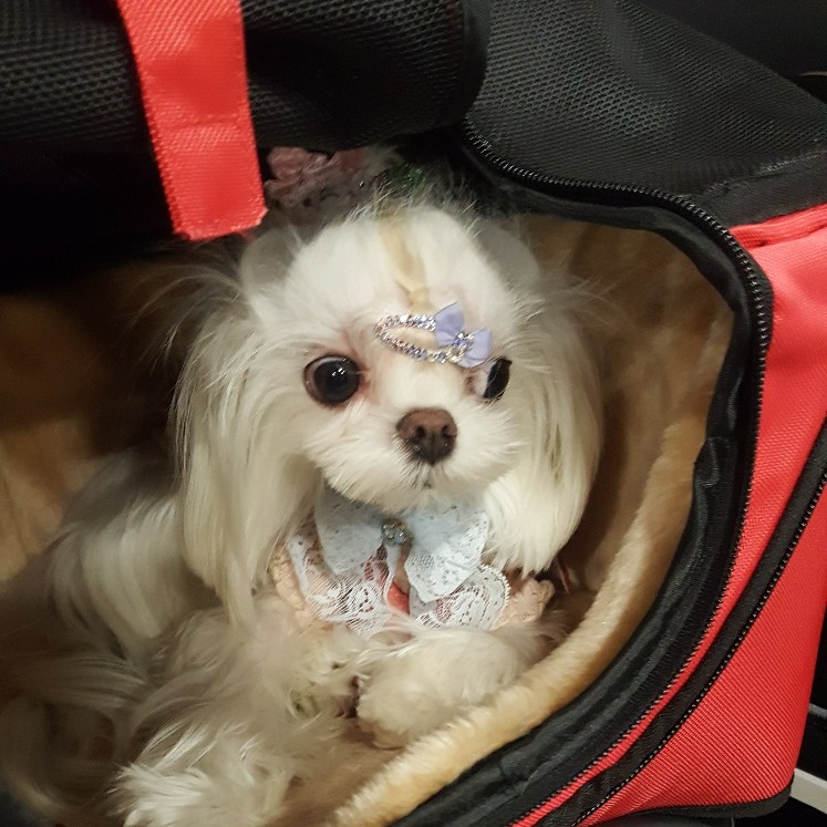 qualitysmart's tweet image. We had a great time meeting existing and new clients in the pet supplement/food space, for Canadian and FDA compliance. 

qualitysmartsolutions.com/veterinary-hea…

#VHP #VeterinaryHealthProducts #PIJAC #VHPcompliance