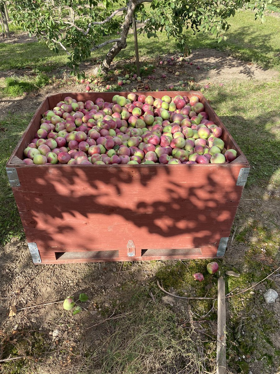 AppleHank's tweet image. These McIntosh are heading off to market. Scab and Mildew free thanks to Aprovia Top. @syngentacanada #fieldperformance.