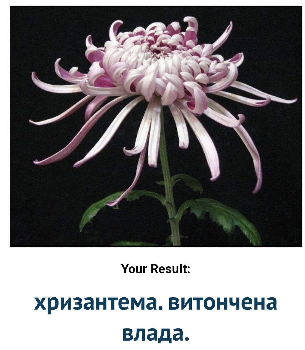 Японская Хризантема розовая