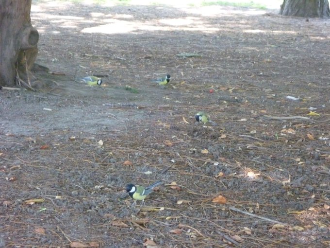 Four tiny (about the size of sparrows) yellow bellied-birds with a black 'hood' pattern around a white face.
